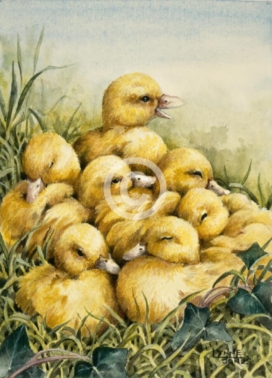 A Gaggle Of Ducklings