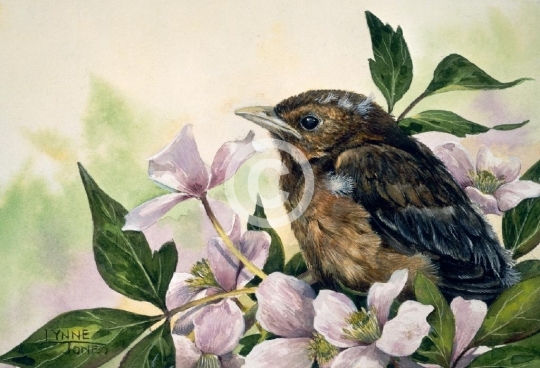 Baby Blackbird