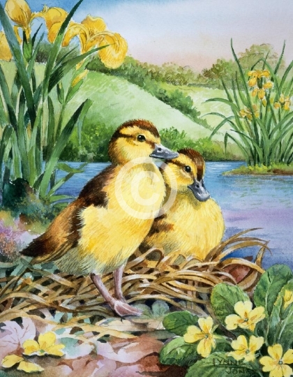 Ducklings