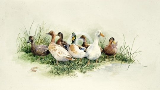 Ducks