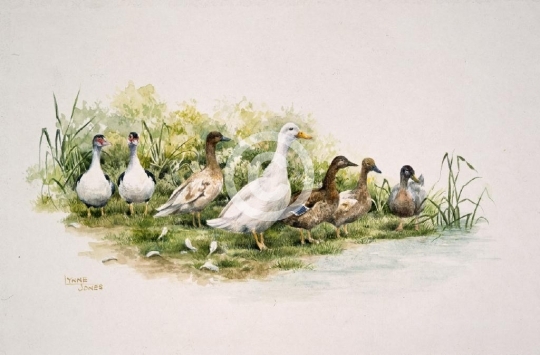 Ducks