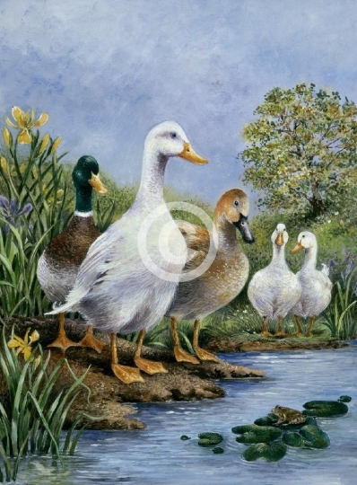 Ducks And Frog