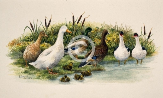 Ducks (Giftwrap)