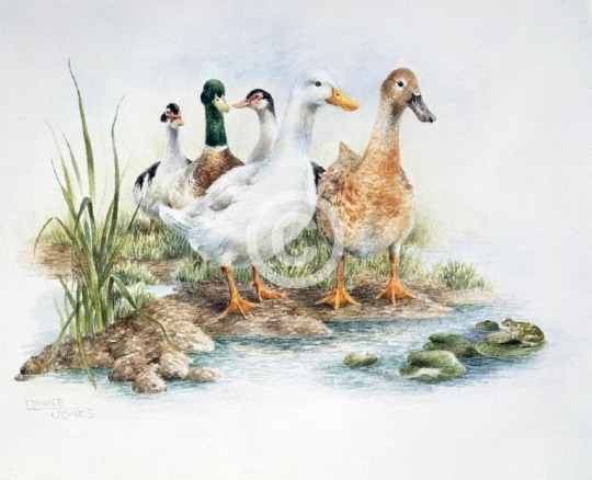 Ducks On The Bank